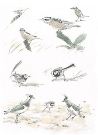 John Busby, A whinchat, pied wagtails and plovers embrace the wind