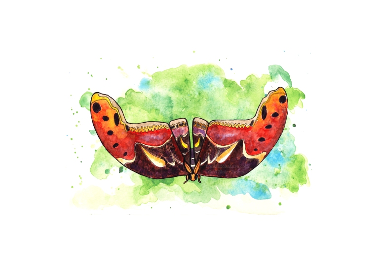 Atlas moth web.jpg